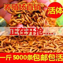 面包虫活体批发蝎子画眉鹦鹉鱼石蛙龙鱼八哥仓鼠宠物饲料