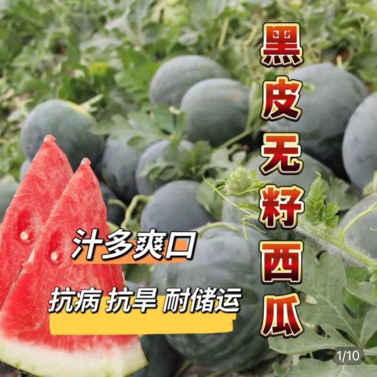Черная кожа бессемянных тонкой кожи арбуза Семена производителей оптовая высокая урожайность супер сладкий большие семена арбуза четыре сезона