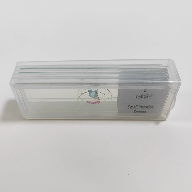 5 таблеток микроскопа биологического среза экспериментальные материалы микроскопа биологического образца среза начального и среднего биологического стекла