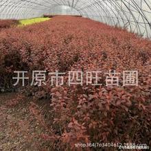 春季供应紫叶李 红叶李小苗绿化苗木供应新疆内蒙甘肃宁夏