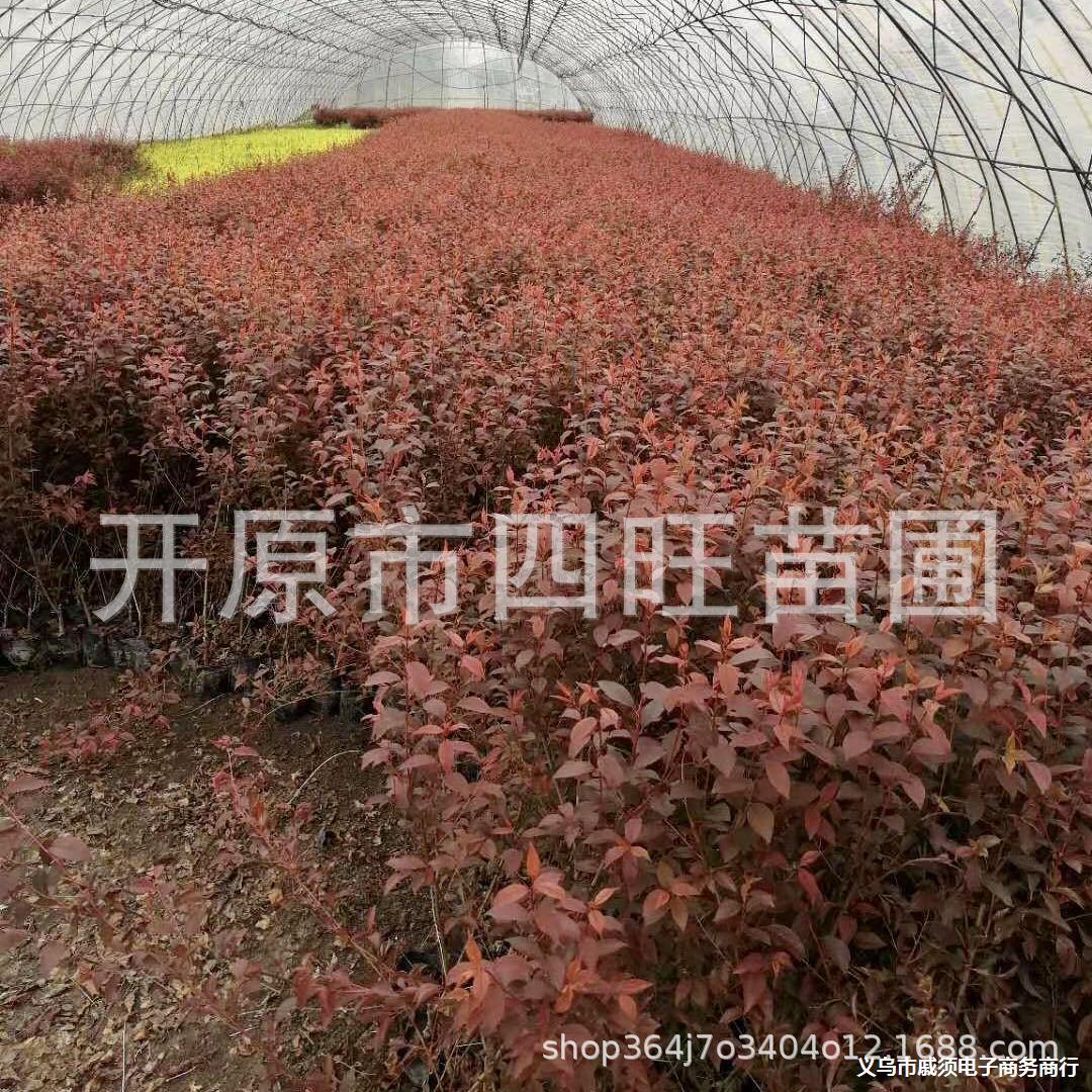 春季供应紫叶李 红叶李小苗绿化苗木供应新疆内蒙甘肃宁夏