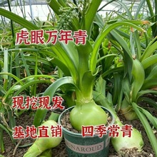 【虎眼万年青】种球盆栽新鲜叶子可食用海葱五年旱三七花四季绿植