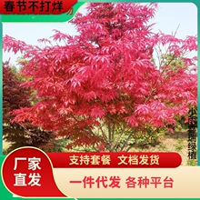 �t�������ձ��t���t�輧��ͥԺ�e���G���������t�������ļ��t����