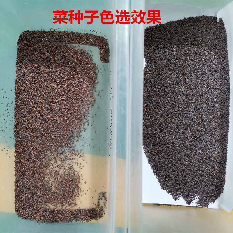 白菜种子-选颜色_副本