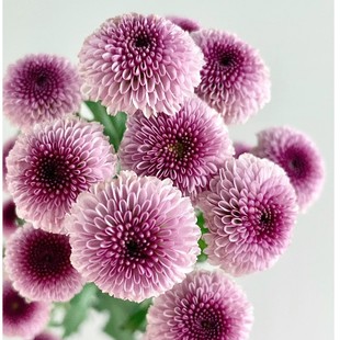 Summer Small Fresh Buttons, Small Chrysanthemums, Round and Cute Flowers, Pink Buttons, Rare Niche Flowers, Yunnan Straight Hair