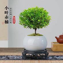 小叶赤楠老桩盆栽盆景迷你植物室内花卉办公室桌面小绿植好养四季