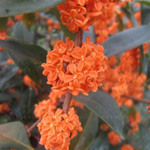 ��Ԫ�t�𻨘��������҃Ȼ���ֲ���𵤹�ͥԺ�������;Gֲ�_��