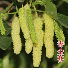 عɣ硿ƷNɣS̨Lɣ驘