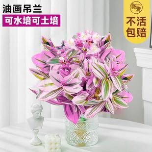 Oil Painting Wedding Hanging Orchid Potted Hydroponic Plant High-End Office Indoor Green Plant Flower Internet Celebrity Succulent Lazy Person All Seasons