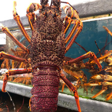 冰鲜纽龙虾活冻特大龙虾澳龙可刺身红龙鲜活冷冻海鲜批发酒楼商用
