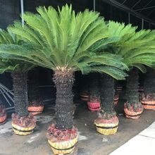 �F������ֲ�������������辰�҃����׶��^�_����ĸС���K�F����