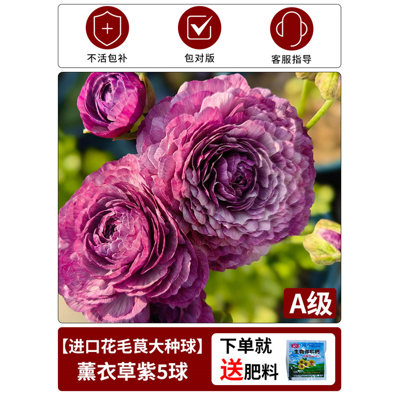 Anemone bulb】lavender purple 1 piece