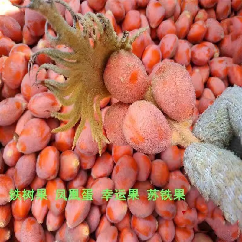 批发铁树种子新采收苏铁籽铁树盆栽植物种子阳台庭院室外四季常绿