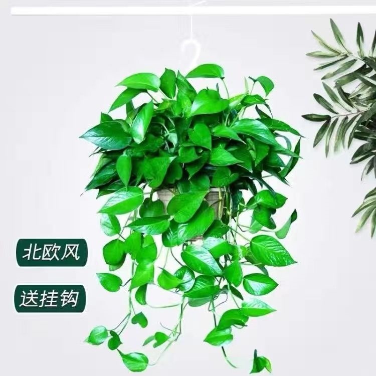 Long vine 1 white pot vine length 20-30 with absorbent basin