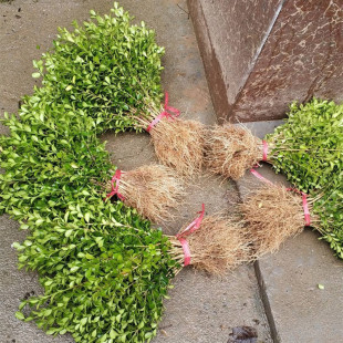 Small-Leaf Boxwood Seedlings, Four-Season Evergreen Green Belt, Road两侧工程苗木, Large-Leaf Holly Saplings, Garden Plants
