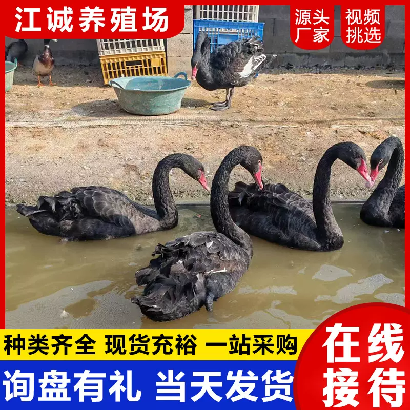养殖场出售成年观赏黑天鹅活体 纯种黑天鹅幼苗多少钱 黑天鹅回收