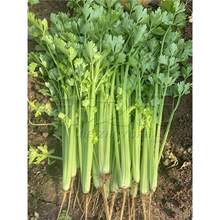 �ļ�С���۷N�Ӵ�ȫ�۲���N�������۲˷N�Ӽ�������߲˷N���r��