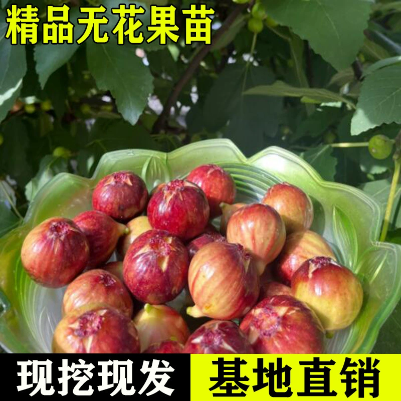 Саженцы инжира, очень крупные плоды в горшках для фруктов, красное Бургундия Божи, подходят для посадки в любое время года на севере и юге, морозостойкое почвенное посадочное растение.