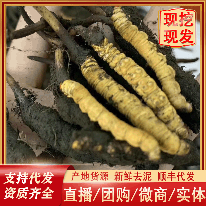 2022 Cordyceps seasonal pre-sale Fresh Cordyceps High Altitude Cordyceps Origin straight hair Cooperation Partner