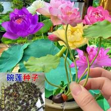 �羳���l�����|���Ђ}�ļ��_��ˮ��˯ɏ�ɻ��N��ɏ�ӷN����ɏ�N��