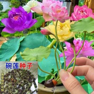 �羳���l�����|���Ђ}�ļ��_��ˮ��˯ɏ�ɻ��N��ɏ�ӷN����ɏ�N��