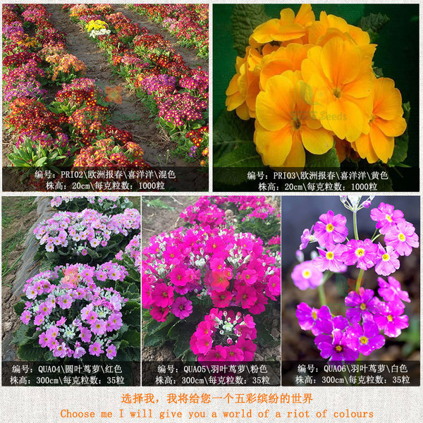 Baochunhua seeds perennially staying at the root balcony potted four…