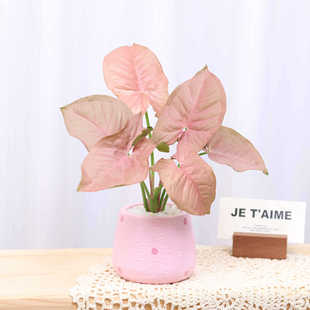 �t�ۼ��˾Gֲ�҃ȷ�ɫ�~Ƭ������k�����������ֺ��B�������ϲ��