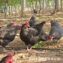 成年半大黑芦花鸡幼苗 芦花鸡苗 脱温青年黑白羽芦花鸡苗价格