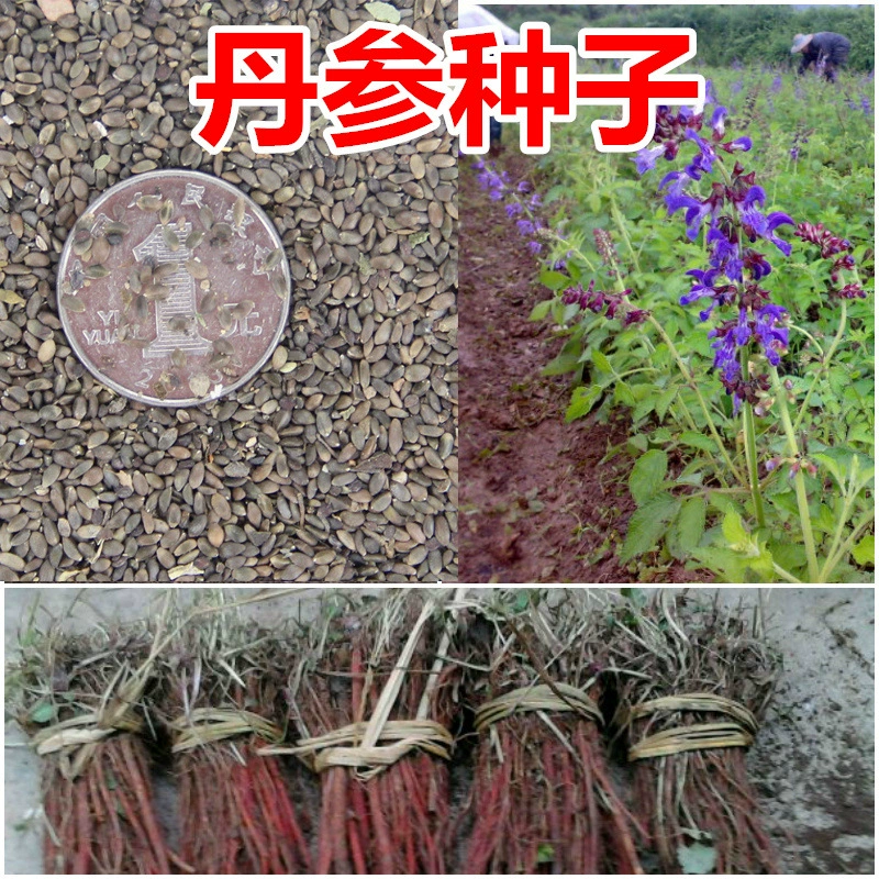 Оптовая Продажа с фабрики Salvia Miltiorrhiza Семена Красный Корень Dahongpao кровь корень женьшеня Традиционная китайская медицина семена рассады новые свежие семена
