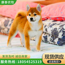 柴犬纯种幼犬犬舍小犬豆柴幼犬纯种小柴犬宠物狗柴犬活体黑柴狗狗 阿里巴巴找货神器