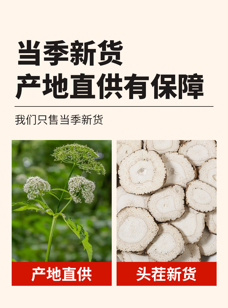 Bai Zhi (Angelica dahurica) Dried Root — Culinary Spice for Braised Meat, Hot Pot & Soup quality and texture