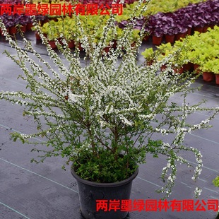 ѩ��ֲ�ѩ�������Ի��ܾGֲ����÷������ͥԺѩ�������ͺ��̨