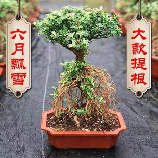 Golden Edge Six-Month Snow Bonsai Tabletop Shape Old Stump Indoor Tea Table Office Easy-To-Care-For Green Plant for Beginners in All Seasons