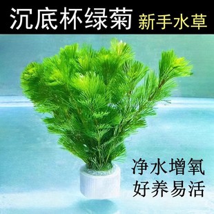 Sink cup, green chrysanthemum, water grass, lump grass, fish tank, landscaping, green planting, real grass, live oxygenation, purification of water quality, back view, ancient method, stream