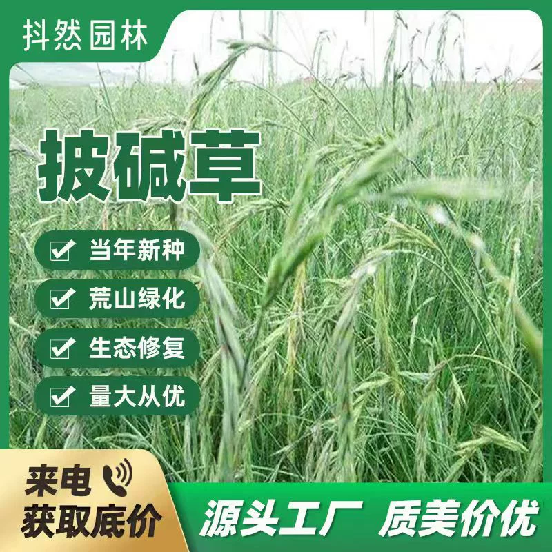 Оптовая Продажа с фабрики Семена Elymus, озеленение песком в районе добычи полезных ископаемых не боится высокотемпературной защиты склонов и почвенных солестойких кормовых семян.