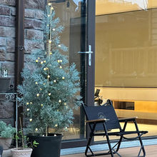 蓝冰柏盆栽四季常绿圣诞树多年生耐寒乔灌木庭院阳台蓝灰叶原生苗