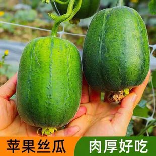 �O���z�ϷN�Ӳ˹��L��z����z�ϷN��ԭ�b�ļ��߲˷N�Ӵ�ȫ�����l