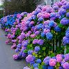 Hydrangea seeds, hydrangea, flowers seeds, all seasons of seasons, blooming courtyards, blooming outdoor flowers and grass seeds