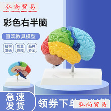 �Ұ���Խ���ģ������1:1��Ƥ�ʽṹ�빦�ܷ���ҽѧ��ѧ����