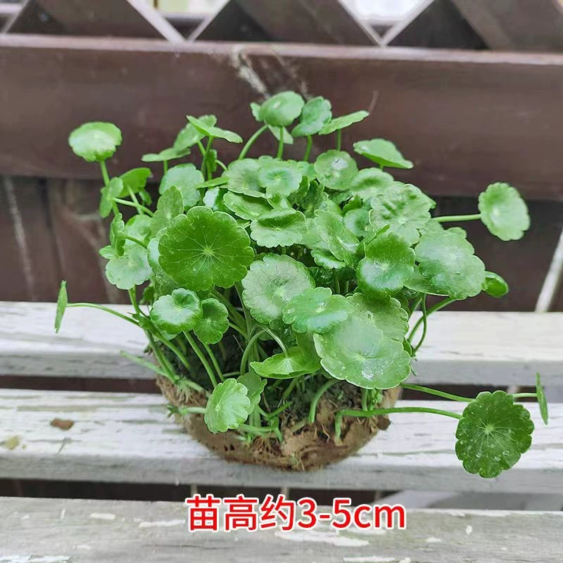Гидропонное растение пенниворта в горшке для дома, маленькое зеленое растение, цветок, семена пенниворта в водной культуре, водные, легко ухаживать в любое время года с листьями.