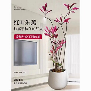 �t�~�콶�����҃�������ؔ�k���ҾW�tֲ������՚�����ԾGֲ�Ϙ�