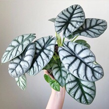 ϬţinsLWtMڸ߶˾Gֲ̨[՚^~ֲ