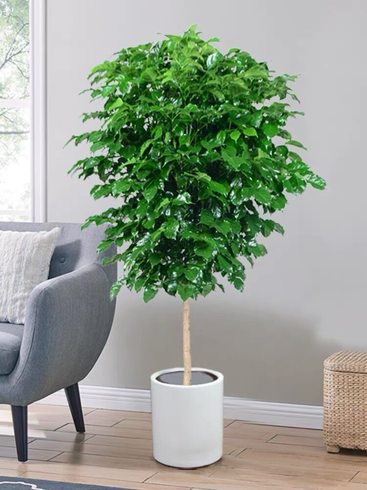 단극 행복 트리 부티크 90-1.1 미터