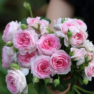 �¼����纣�����ش󻨹�֭�̨ͥԺ��zȸ���ܹ�ľ����õ�厧����