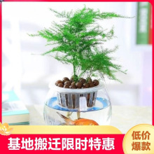 文竹四季常青盆栽植物云竹室内花卉盆景客厅办公室桌面小绿植好养