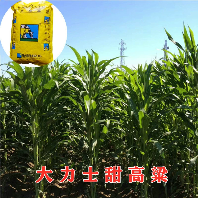 Четыре сезона Корм Геркулес Сладкий сорго Семена Селекция Птица Свинья Крупный рогатый скот Овцы Рыба Трава Засухоустойчивость Высокоурожайный домашний скот