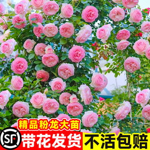 Pink Dragon Sand Gem Rose Vine Large Seedling Climbing Rose Courtyard Balcony All-Season Fragrant Old Stump Flower Plant