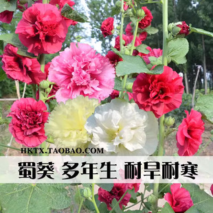 Hollyhock Flower Seeds Mixed Color One-Foot Red Double Hollyhock Seeds Outdoor Courtyard Perennial Easy-To-Live Flower Seeds in All Seasons