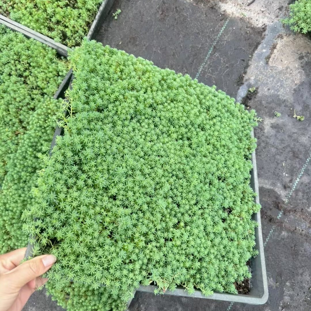 贵州重庆成都中华景天基地中华景天苗圃中华景天批发中华景天熟苗