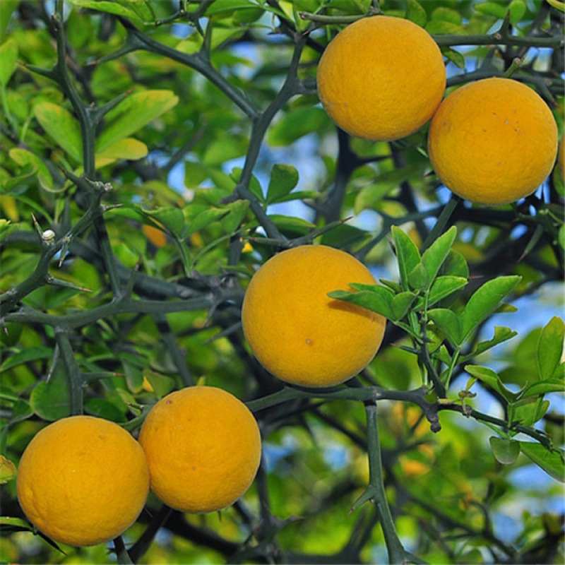柑橘种子枳壳种子枸橘种子橘嫁接柑橘树种子种籽四季篱笆围墙_4